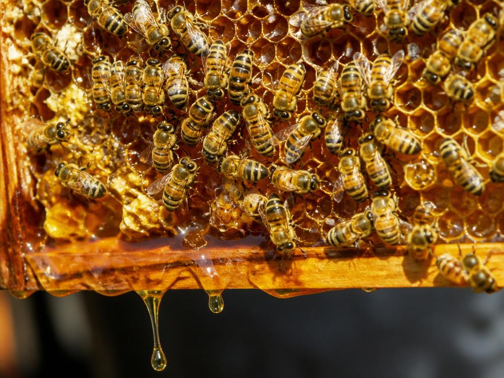 Honey Harvest