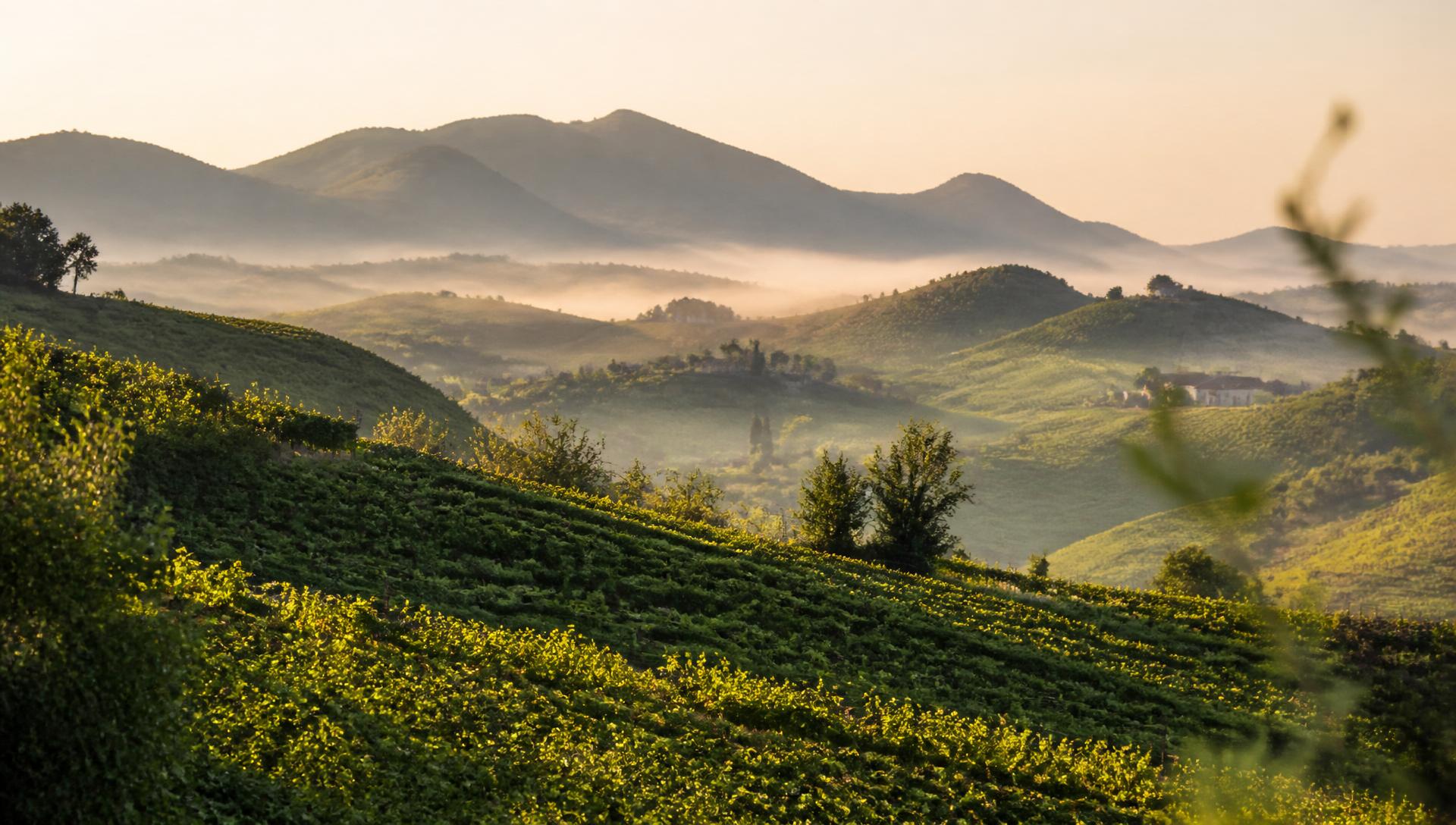 Rolling green hills of the Prosecco region at sunrise